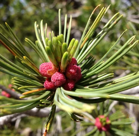 Pine Essential Oil Hungary 3